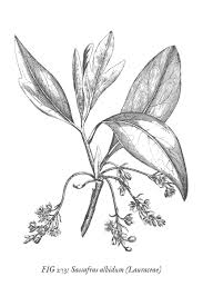 Black And White Botanical Prints Sweeterlittlehome Com Nbspsweeterlittlehome Resources And Information Vintage Botanical Prints Botanical Prints Wall Art Prints