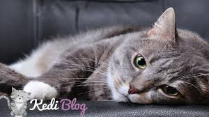Kedilerde Beyin Hastaliklari Ve Felc Kedi Blog
