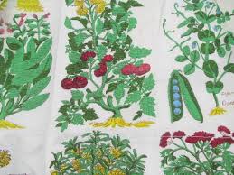 retro kitchen botanical latin herbs