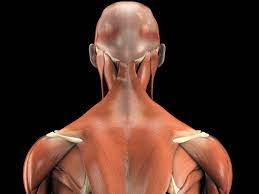 The deep muscles of the back that connect the spine and skull are the splenius capitis and splenius cervicis. Extrinsic Back Spinal Extensor Muscles Superficial Layer