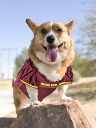 Learn more about texas corgis in texas. Amazon Com Ncaa Arizona State University Dog Jersey Large Pet Supplies