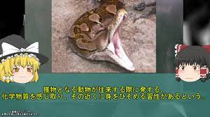 約7mの巨大ニシキヘビが成人女性を丸呑みに… インドネシアのゴム農園で発生した悲劇な事故を解説 - 記事詳細｜Infoseekニュース