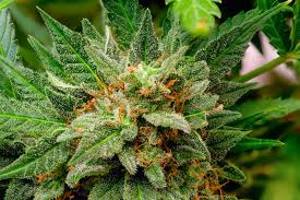 Northern Lights Strain: A Classic Indica with Potent Effects