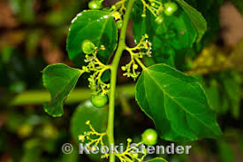 Image result for Colubrina asiatica