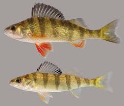 Black And White Striped Fish Florida Yellow Perch In 2020 Florida Fish Freshwater Fish Fish