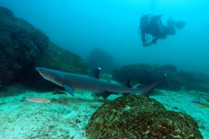 Diving in Coiba National Park, AI generated