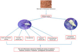 Image result for Antrocaryon
