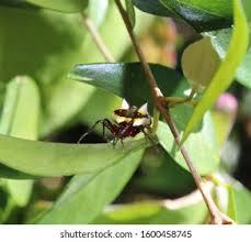 Image result for Poecilostachys