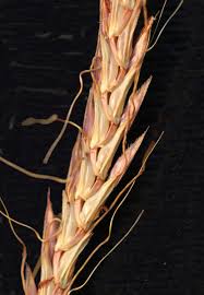 Image result for Andropogon perligulatus