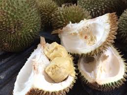 Malah, ada yang tanpa segan silu mengatakan, kalau tak makan durian, maka bukan rakyat. Kenali Raja Buah Malaysia 7 Jenis Durian Terbaik Yang Perlu Dinikmati Sekarang
