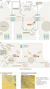 Why is endocytosis found in animal cell class 9. Endocytosis In The Context Dependent Regulation Of Individual And Collective Cell Properties Nature Reviews Molecular Cell Biology