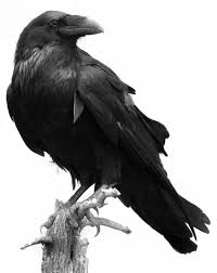 Big Black Bird With Black Beak Pin By Svetlana Zhigimont On Vorony Raven Pictures Raven Images Raven Bird