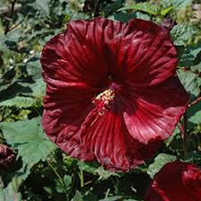 Image result for Hibiscus mechowii
