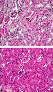 Image result for Dissotis swynnertonii