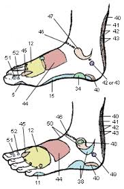 Reflexology Chart Top Of Foot Http Www Ofesite Com Health Reflex Chart Index Htm For Legend Reflexology Foot Reflexology Reflexology Massage