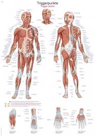 To draw the human torso. Chart Trigger Points 70x100cm Size 70 X 100 Cm Anatomical Charts Erler Zimmer