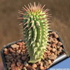 Image result for Hoodia currorii