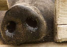 De la apariția primului caz de boală și până acum au fost confirmate 24 focare de pestă porcină africană în județul brăila. Un Nou Focar De PestÄƒ PorcinÄƒ AfricanÄƒ ApÄƒrut DupÄƒ O PauzÄƒ De O LunÄƒ Si JumÄƒtate La BrÄƒila