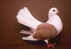 Stephen Green Armytage Photographs Pigeon Bird Pigeon Breeds Rare Birds