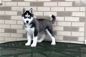 Husky puppies for sale via lancaster puppies. All White Husky Puppy For Sale Near Me Novocom Top