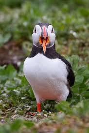 Puffin Puffins Bird Puffin Pet Birds