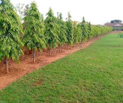 Image result for Monoon longifolium