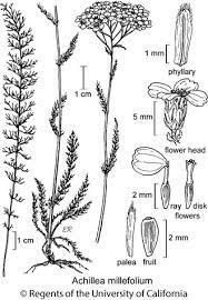 Achillea Millefolium