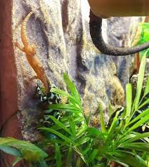 Mourning Geckos Are Arboreal Which Means That They Need A Vertical Preferably Front Opening Style Of Mourning Gecko Vivarium L Gecko Vivarium Gecko Vivarium