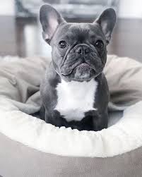 Enjoy and thanks for stopping by. Name Why Would I Tell You Princesssunshine666 Instagram Photos And Videos French Bulldog Puppies French Bulldog Bulldog Puppies