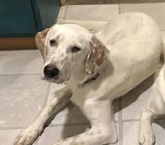 Ollie is a 2 and a half year old, male english setter, he is very friendly, loyal and great around c. Orestis Ab 17 126 Above And Beyond English Setter Rescue