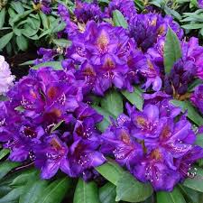 Flowers and clouds in minneapolis | the wednesday post. Rhododendron Marcel Menard Buy Marcel Menard Rhododendrons Online Millais Nurseries