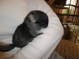 It depends what you consider a better pet! So My Chinchilla Lady Had A Baby Recently Aww