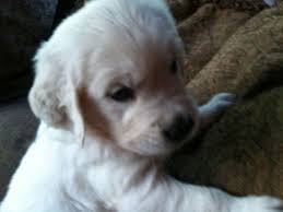 English cream golden retriever puppies were first bred in north america. Home The Ark White English Cream Golden Retrievers