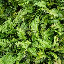 Image result for Lomariopsidaceae