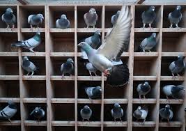 White Racing Pigeons For Sale - Racing Pigeons For Sale - Pigeon Farms &  Co. - Call (562) 235-1829