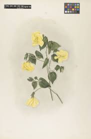 Image result for Cienfuegosia digitata