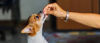 Compare dog boarding services near you for the best dog boarding prices. The Best Dog Treats Review In 2021 Pet Side
