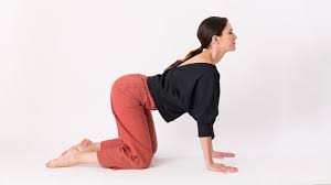 Bitilasana marjaryasana forearms (cat cow pose forearms) is a warm up routine that can be practiced by all kinds of students, as the support of the elbows on the floor in this flow makes the practice easier and safe. Cat Cow Yoga Pose Yoga With Adriene Youtube
