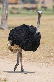 Kiwi Emu Birds That Cannot Fly Walking Ostrich Ostriches Beautiful Birds Big Bird