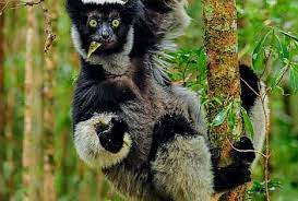 Lemur Indri From The Island Of Madagascar Madagascar Animals Giant Animals Weird Animals
