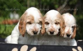 Im looking for a female parti color cocker spaniel as a pet. Parti Color Cocker Spaniel Puppies Wonderful Spaniels