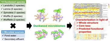 Image result for Wolffiella repanda