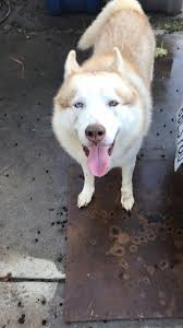 Lost Dog in Turlock, CA, Near East Ave, Found and Reunited with Owner