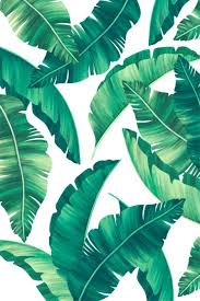 You can get the best discount of up to 78% off. Download Elegant Tropical Print With Beautiful Leaves For Free Leaves Wallpaper Iphone Tree Leaf Wallpaper Tropical Background