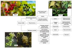 Image result for Celtis zenkeri