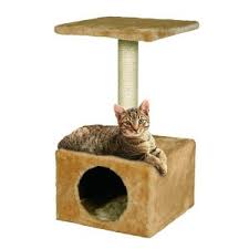 Patru pisici au devenit celebre pe rețelele de socializare, datorită pasiunii lor pentru pescuit. Tot Ce Trebuie Sa Cunosti Despre Pisici Animale De Companie