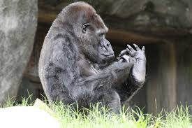 * ivan is protective of his family, in this case his best friends and a small elephant named ruby. Ivan Zoo Atlanta