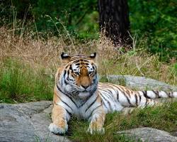 Tigre