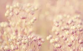 You will definitely choose from a huge number of pictures that option that will suit you exactly! Best Images About Beautiful Flowers On Pinterest Desktop 1024 640 Desktop Flower Backgroun Flower Desktop Wallpaper Vintage Floral Wallpapers Floral Wallpaper