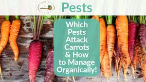 Proteins that are safe for cats. How To Manage The Most Common Pests For Carrots Organically In Your Backyard Vegetable Garden From Seed To Spoon Vegetable Garden Planner Mobile App